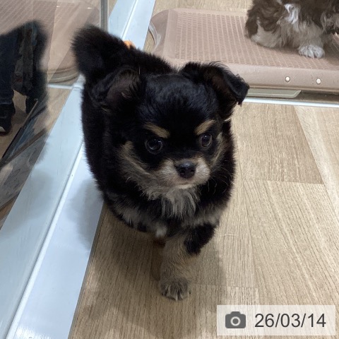 宮城県のチワワ(ロング) (ペットプラス 名取店/2026年1月8日生まれ/男の子/ブラックタンホワイト)の子犬の3枚目の画像