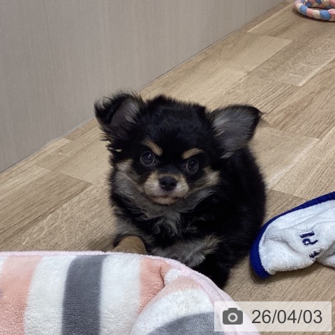 宮城県のチワワ(ロング) (ペットプラス 名取店/2026年1月8日生まれ/男の子/ブラックタンホワイト)の子犬の3枚目の画像