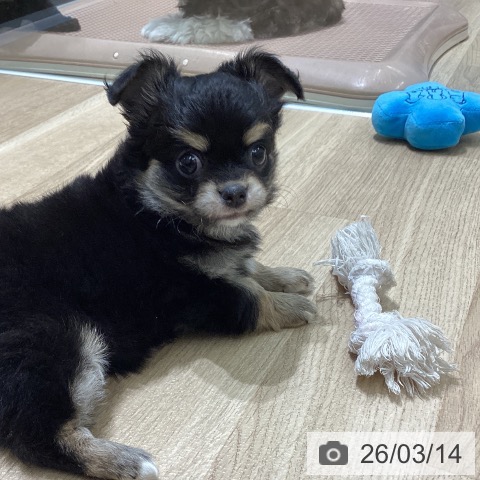 宮城県のチワワ(ロング) (ペットプラス 名取店/2026年1月8日生まれ/男の子/ブラックタンホワイト)の子犬の4枚目の画像