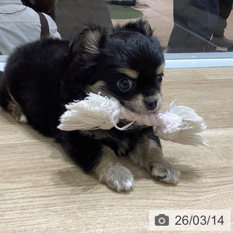 宮城県のチワワ(ロング) (ペットプラス 名取店/2026年1月8日生まれ/男の子/ブラックタンホワイト)の子犬の3枚目の画像