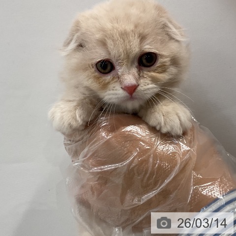 福岡県のスコティッシュフォールド (ペットプラス 八幡東店/2026年1月4日生まれ/男の子/クリームホワイト)の子猫の4枚目の画像