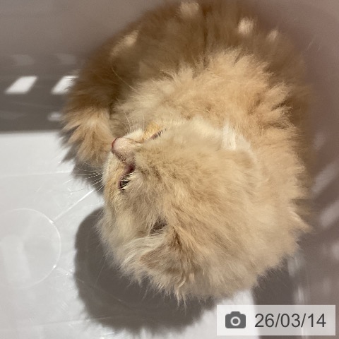 福岡県のスコティッシュフォールド (ペットプラス 八幡東店/2026年1月4日生まれ/男の子/クリームホワイト)の子猫の3枚目の画像