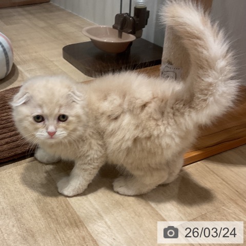 福岡県のスコティッシュフォールド (ペットプラス 八幡東店/2026年1月9日生まれ/男の子/クリームタビー)の子猫の3枚目の画像