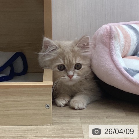 ラガマフィンの写真