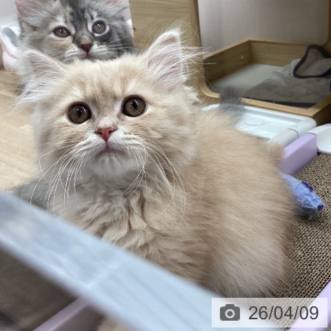 ラガマフィンの写真