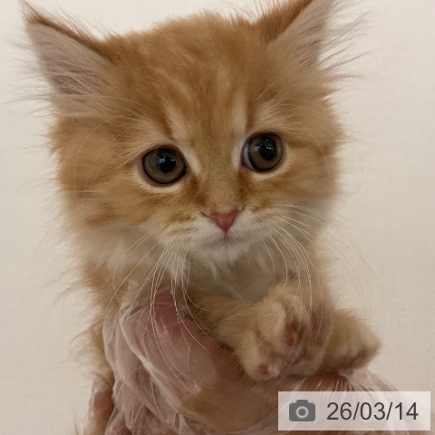 福岡県のラガマフィン (ペットプラス 八幡東店/2026年1月4日生まれ/女の子/レッドタビー)の子猫の4枚目の画像