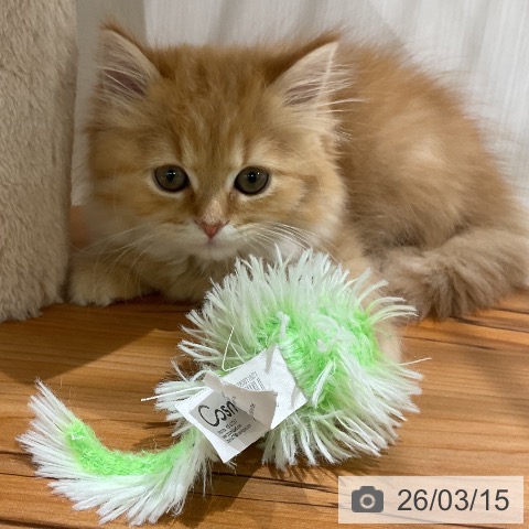 福岡県のラガマフィン (ペットプラス 八幡東店/2026年1月4日生まれ/女の子/レッドタビー)の子猫の3枚目の画像