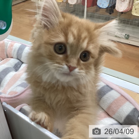 福岡県のラガマフィン (ペットプラス 黒崎店/2026年1月4日生まれ/女の子/レッドタビー)の子猫の3枚目の画像