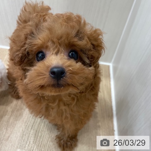 神奈川県のトイプードル(トイ) (ペットプラス テラスモール湘南店/2026年1月9日生まれ/女の子/レッド)の子犬の4枚目の画像