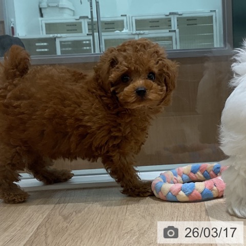 トイ・プードルの写真