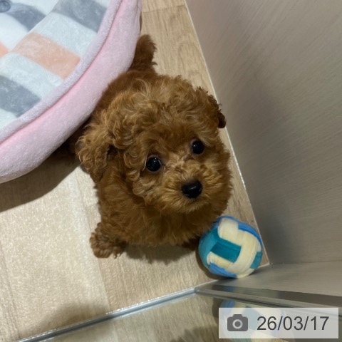 神奈川県のトイプードル(トイ) (ペットプラス モザイクモール港北店/2026年1月8日生まれ/女の子/レッド)の子犬の4枚目の画像