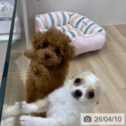 神奈川県のトイプードル(トイ) (ペットプラス 相模原並木店/2026年1月8日生まれ/女の子/レッド)の子犬の4枚目の画像