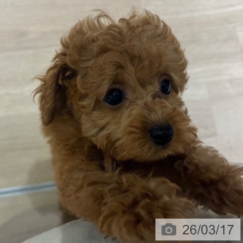 神奈川県のトイプードル(トイ) (ペットプラス モザイクモール港北店/2026年1月8日生まれ/女の子/レッド)の子犬の3枚目の画像