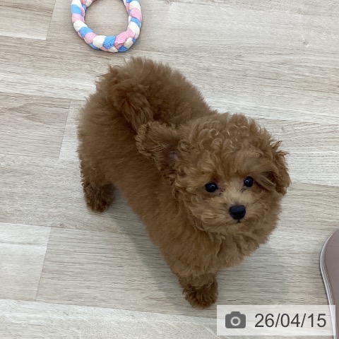 神奈川県のトイプードル(トイ) (ペットプラス 相模原並木店/2026年1月9日生まれ/女の子/レッド)の子犬の4枚目の画像