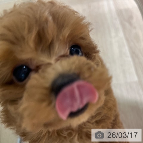 神奈川県のトイプードル(トイ) (ペットプラス モザイクモール港北店/2026年1月9日生まれ/女の子/レッド)の子犬の4枚目の画像