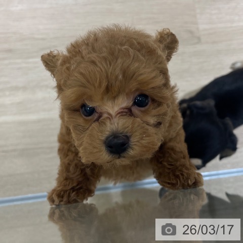 神奈川県のトイプードル(トイ) (ペットプラス モザイクモール港北店/2026年1月9日生まれ/女の子/レッド)の子犬の3枚目の画像