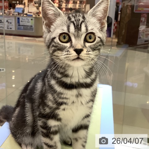 熊本県のアメリカンショートヘアー (ペットプラス 熊本店/2026年1月9日生まれ/女の子/シルバータビー)の子猫の3枚目の画像