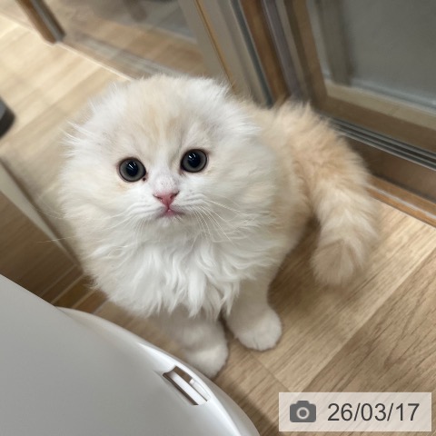 スコティッシュフォールドの写真