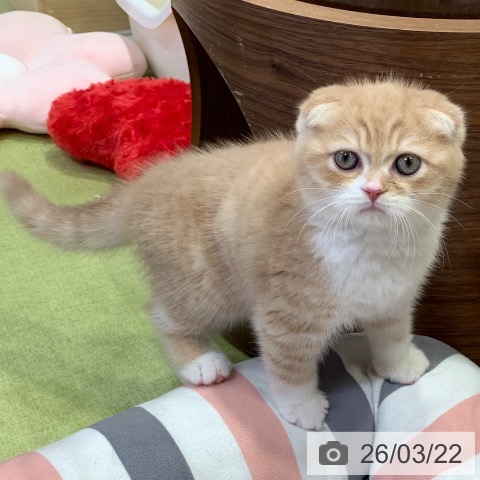 スコティッシュフォールドの写真