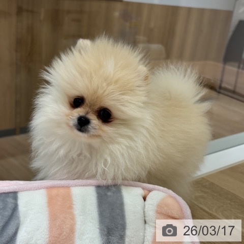 神奈川県のポメラニアン (ペットプラス モザイクモール港北店/2026年1月9日生まれ/女の子/クリーム)の子犬の3枚目の画像