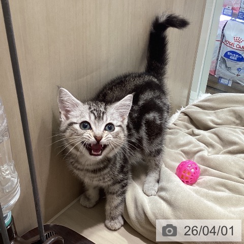 埼玉県のアメリカンショートヘアー (ペットプラス クレアモール川越店/2026年1月3日生まれ/男の子/シルバータビー)の子猫の4枚目の画像