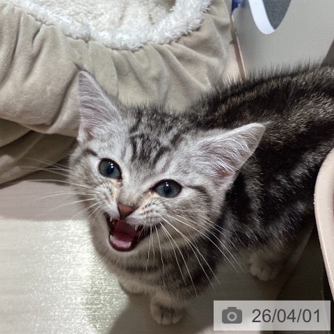 埼玉県のアメリカンショートヘアー (ペットプラス クレアモール川越店/2026年1月3日生まれ/男の子/シルバータビー)の子猫の3枚目の画像