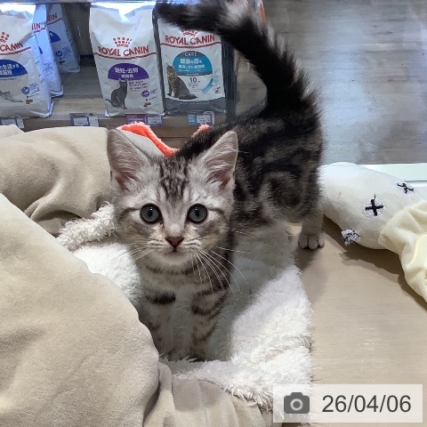 埼玉県のアメリカンショートヘアー (ペットプラス クレアモール川越店/2026年1月3日生まれ/男の子/シルバータビー)の子猫の3枚目の画像