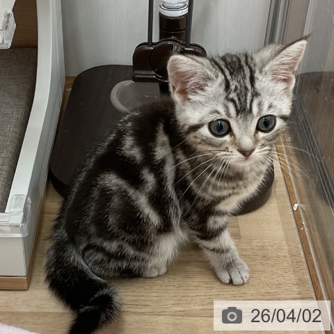 神奈川県のアメリカンショートヘアー (ペットプラス モザイクモール港北店/2026年1月3日生まれ/女の子/シルバータビー)の子猫の4枚目の画像