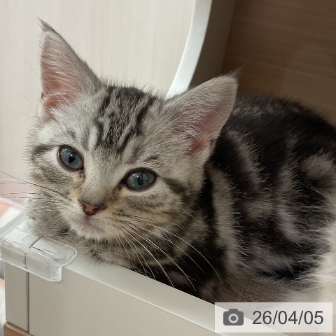 アメリカンショートヘアの写真