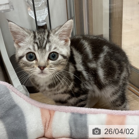 神奈川県のアメリカンショートヘアー (ペットプラス モザイクモール港北店/2026年1月3日生まれ/女の子/シルバータビー)の子猫の3枚目の画像