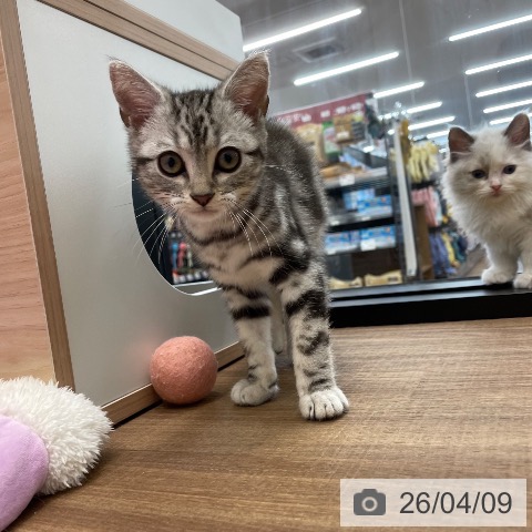 アメリカンショートヘアの写真