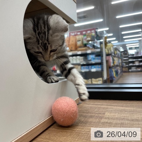 アメリカンショートヘアの写真