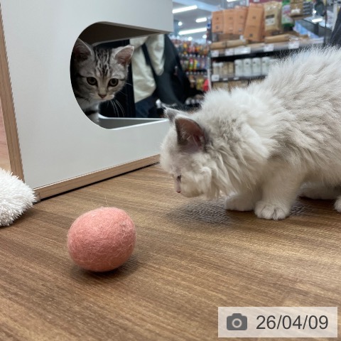 アメリカンショートヘアの写真