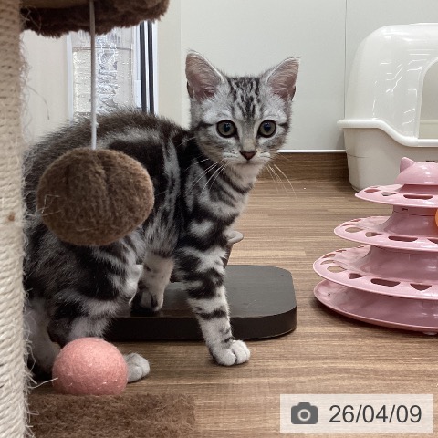 アメリカンショートヘアの写真