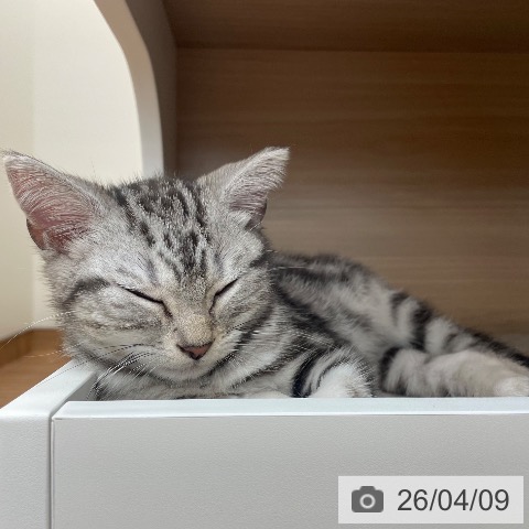 アメリカンショートヘアの写真