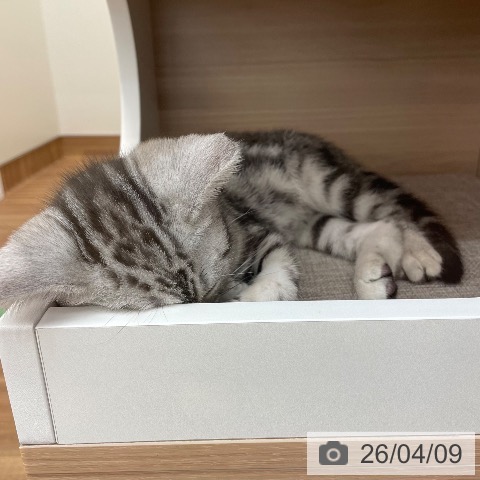 アメリカンショートヘアの写真