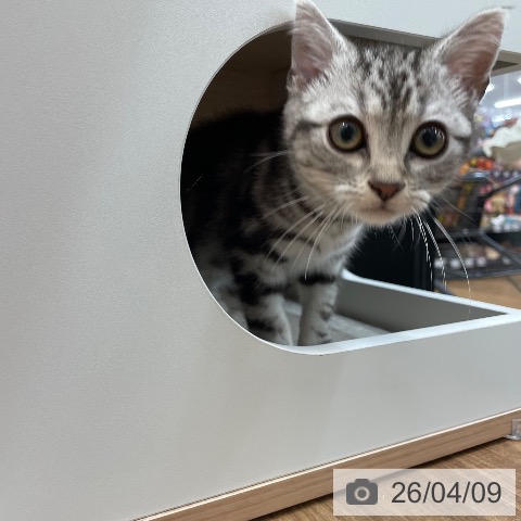 アメリカンショートヘアの写真