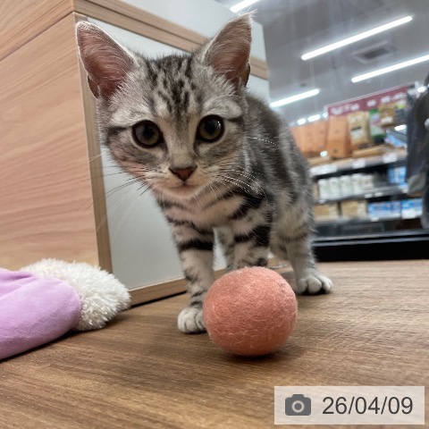 アメリカンショートヘアの写真