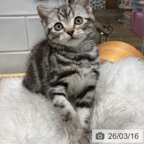 アメリカンショートヘアの写真