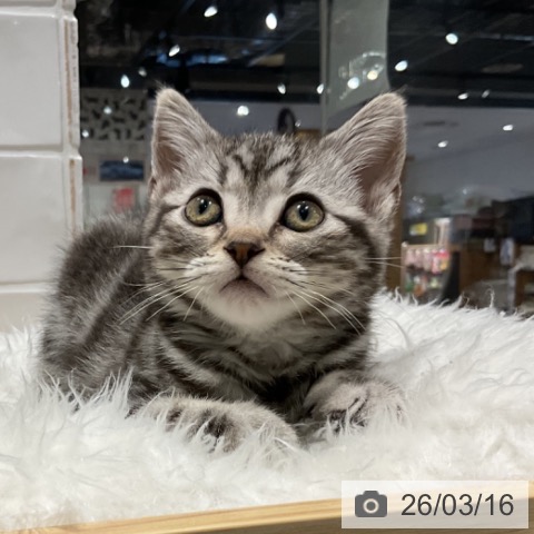 アメリカンショートヘアの写真