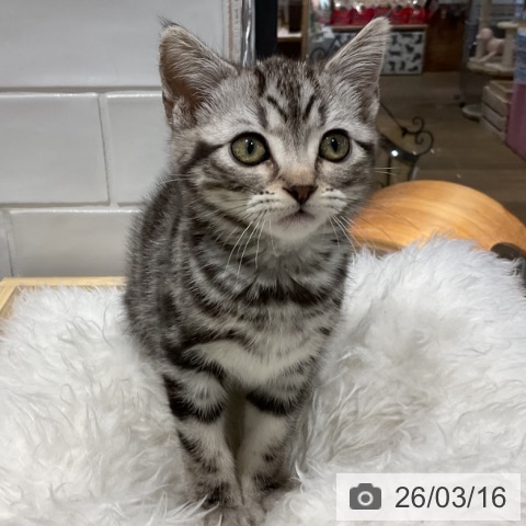 アメリカンショートヘアの写真