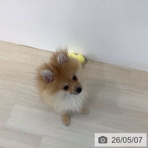 ポメラニアンの写真
