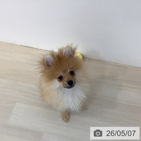 ポメラニアンの写真