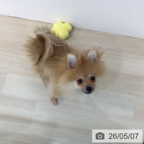 ポメラニアンの写真