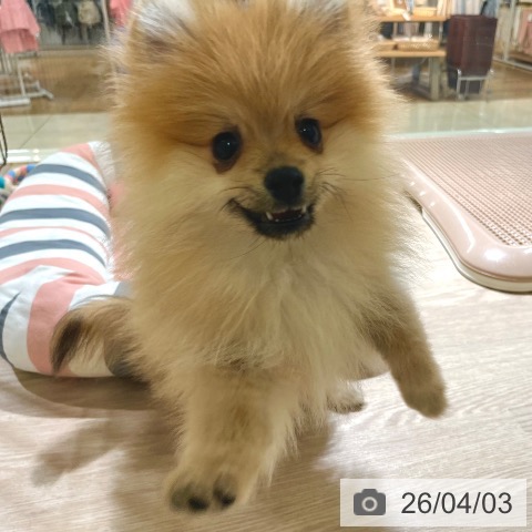 東京都のポメラニアン (ペットプラス 板橋店/2026年1月10日生まれ/男の子/オレンジ)の子犬の4枚目の画像