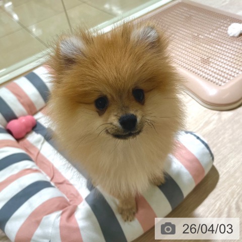 東京都のポメラニアン (ペットプラス 板橋店/2026年1月10日生まれ/男の子/オレンジ)の子犬の3枚目の画像