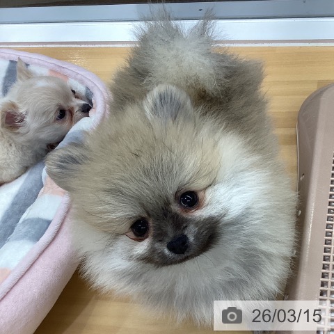 長野県のポメラニアン (ペットプラス 松本店/2026年1月11日生まれ/女の子/オレンジセーブル)の子犬の3枚目の画像