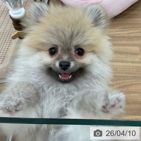 茨城県のポメラニアン (ペッツワン 古河店/2026年1月11日生まれ/女の子/オレンジセーブル)の子犬の4枚目の画像