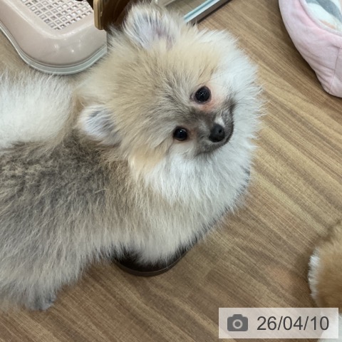 茨城県のポメラニアン (ペッツワン 古河店/2026年1月11日生まれ/女の子/オレンジセーブル)の子犬の3枚目の画像