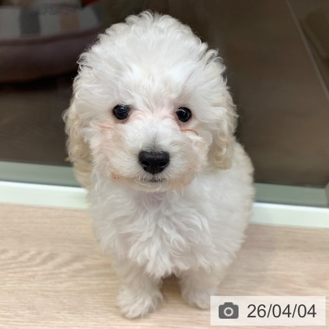 千葉県のトイプードル(トイ) (ペットプラス 幕張新都心店/2026年1月11日生まれ/男の子/ホワイト)の子犬の3枚目の画像